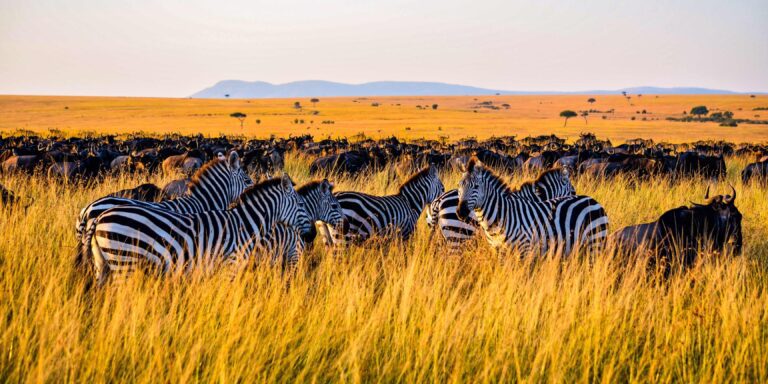 Best Virtual Safari For Kids – Visit Africa Without Leaving Home!