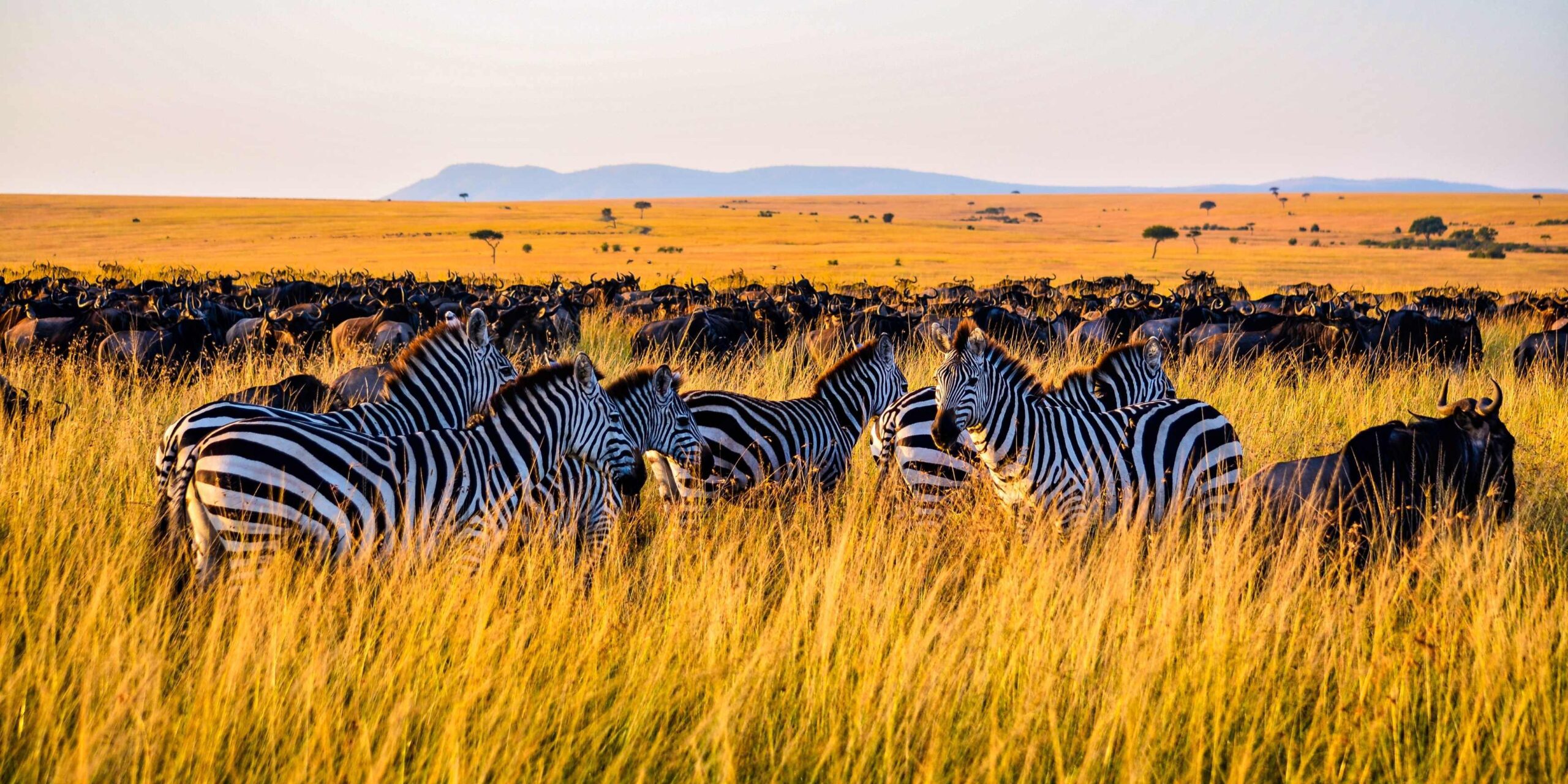 Best Virtual Safari For Kids - Visit Africa Without Leaving Home!