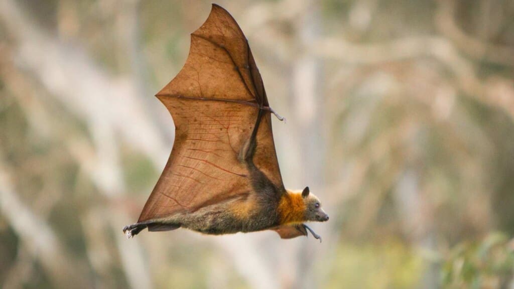 167 Bat Jokes For Kids 2